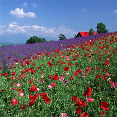 188金宝搏手机app下载